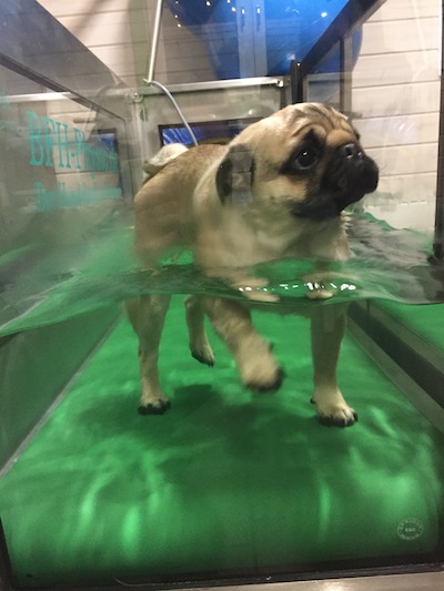 Mops im Unterwasserlaufband