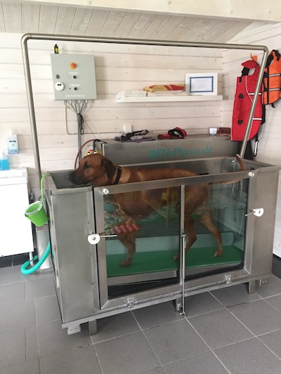 Hund im Unterwasserlaufband