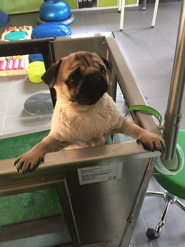 Mops guckt aus Unterwasserlaufband