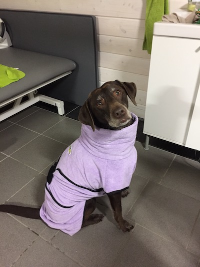 Hund im Bademantel