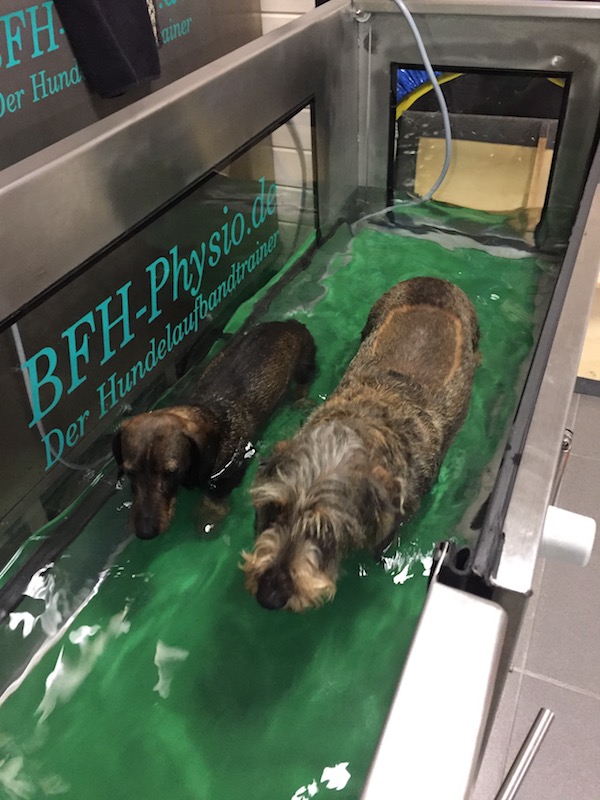 Hunde im Unterwasserlaufband